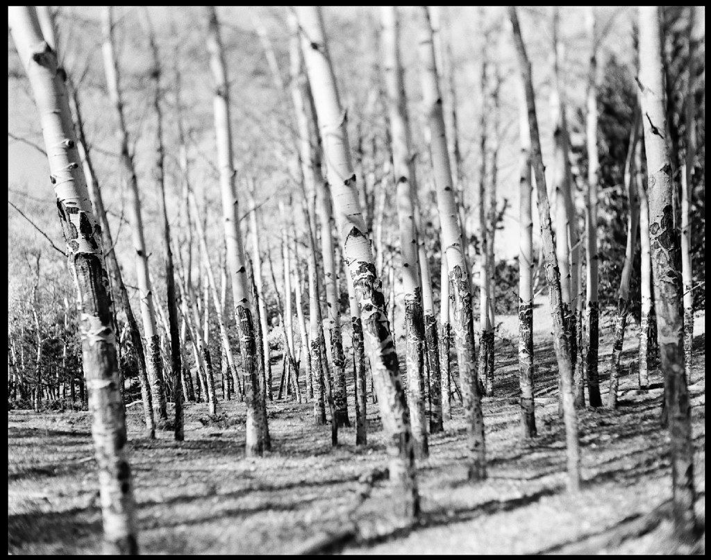 4x5 Scheimpflug; Technika III; Aspens; Highway 96; Colorado; B&W