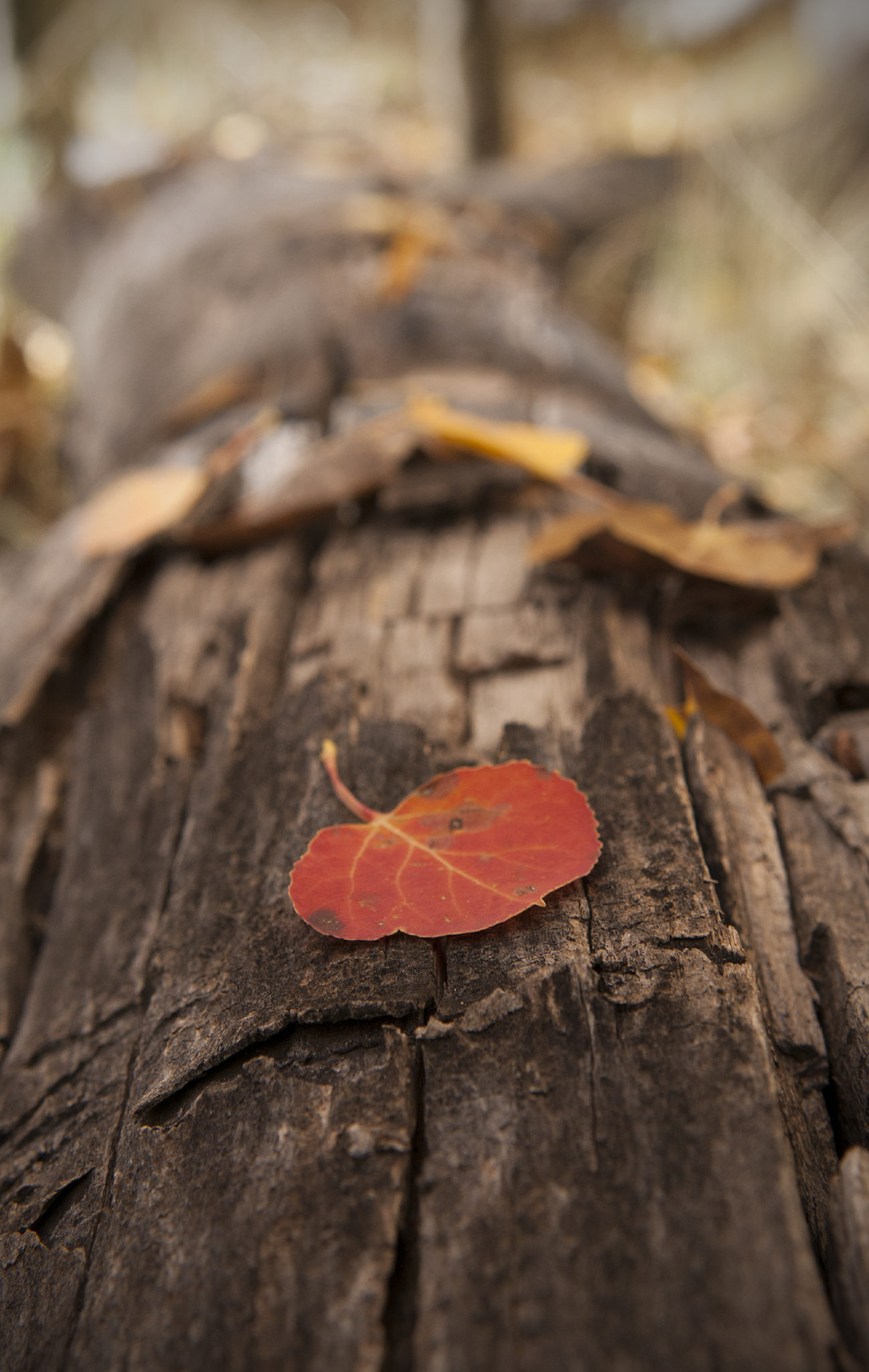 Autumn