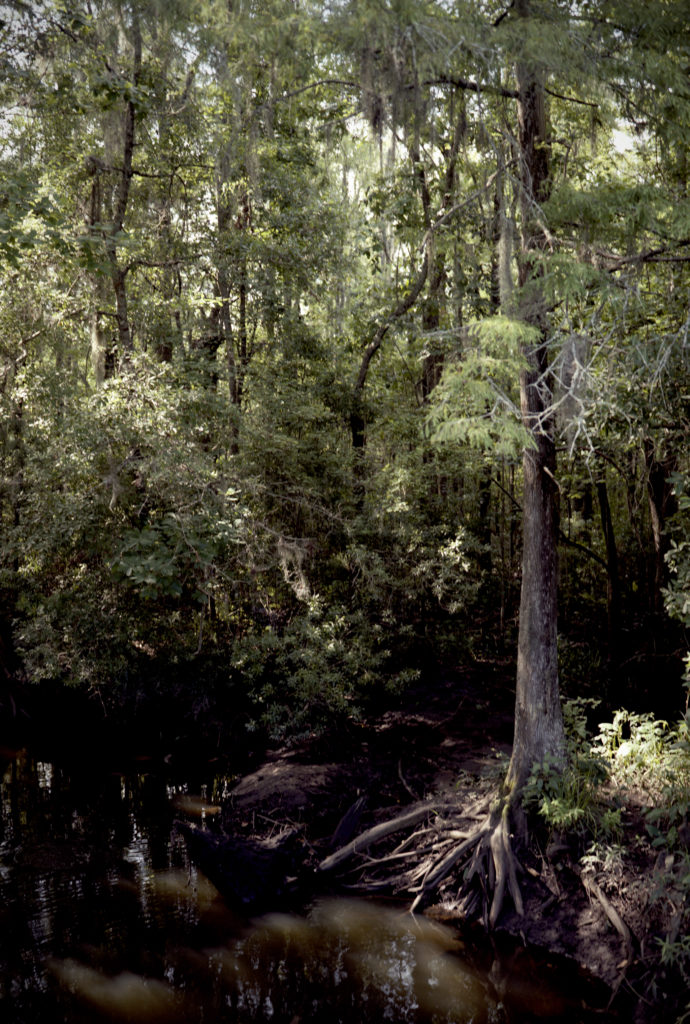 Low Country Marsh