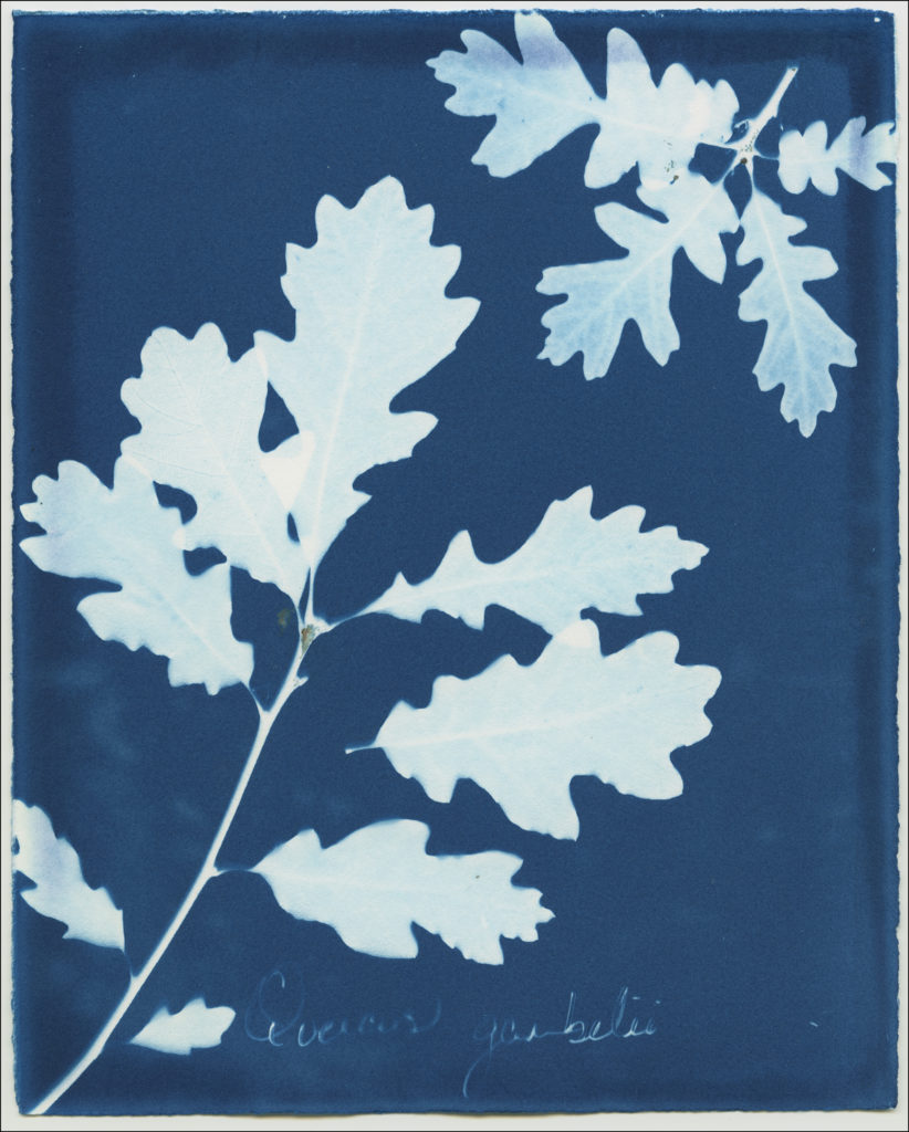 Cyanotype Image - Gamble Oak