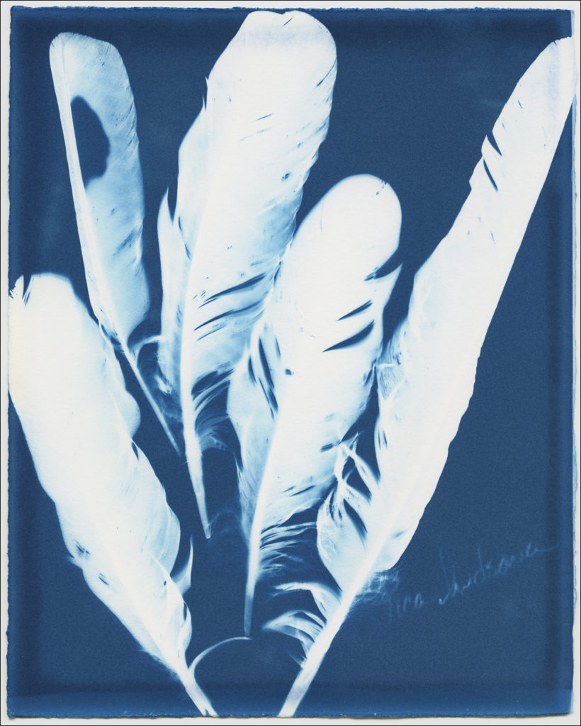 Cyanotype Image - Magpie Feathers