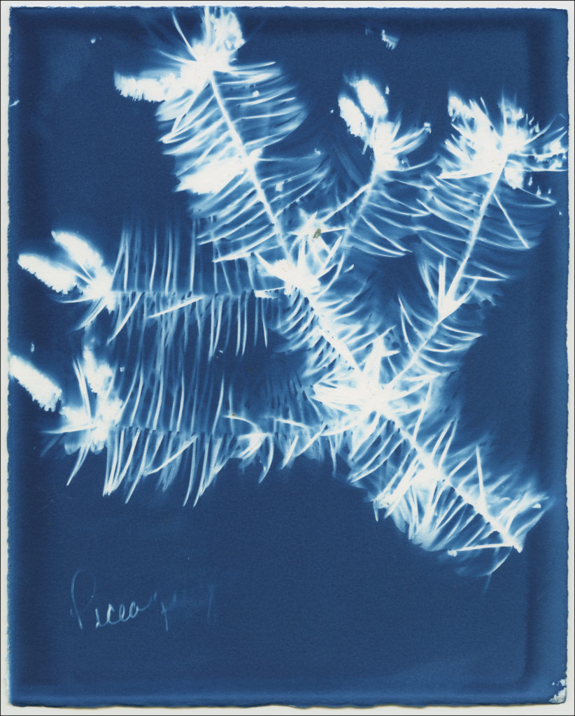 Cyanotype image - Spruce